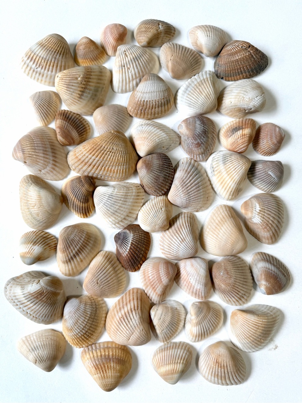 Seashells 50 Ark Clam Shells 1-1/4” to 2-1/2” Tan Gray Beach Decor Arts Crafts